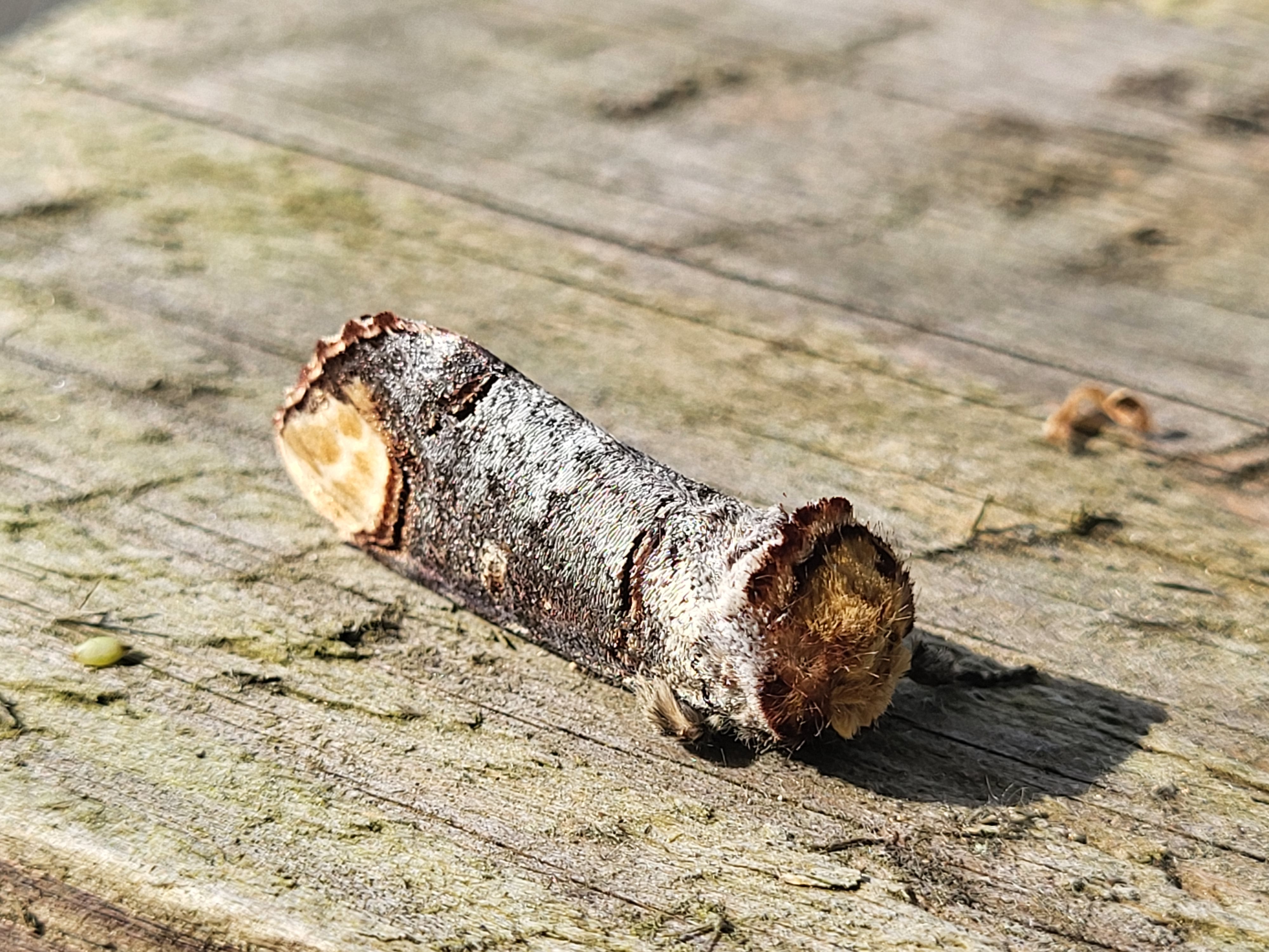 Photo of Buff-tip (Phalera bucephala)